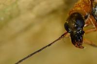 Oedemera podagrariae