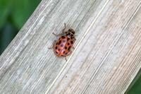 Anisosticta novemdecimpunctata