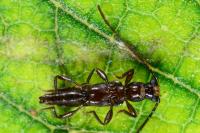 Nathrius brevipennis