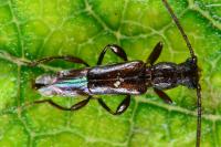 Nathrius brevipennis