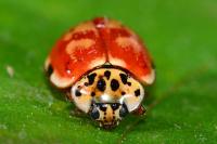 Harmonia quadripunctata