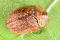 Hypocassida subferruginea