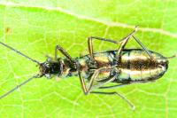 Chrysanthia viridissima