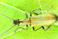 Chrysanthia viridissima