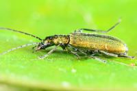 Chrysanthia viridissima