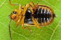 Xanthogaleruca luteola