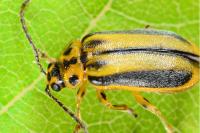 Xanthogaleruca luteola