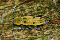 Chlorophorus glabromaculatus