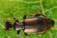 Cordicollis instabilis