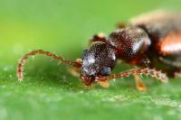 Cordicollis instabilis