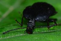 Phosphuga atrata