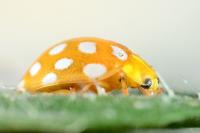 Halyzia sedecimguttata