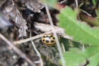 Tytthaspis sedecimpunctata