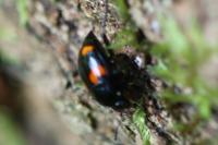 Scaphidium quadrimaculatum