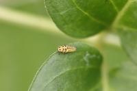 Psyllobora vigintiduopunctata