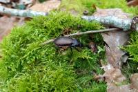 Carabus nemoralis