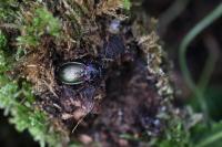 Carabus nemoralis