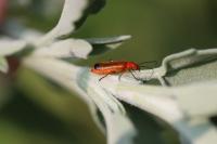 Rhagonycha fulva