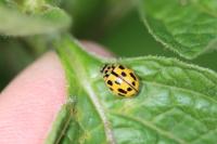 Propylea quatuordecimpunctata