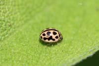 Tytthaspis sedecimpunctata