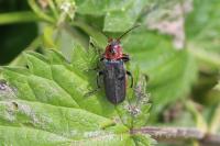 Cantharis rustica