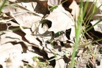 Cicindela campestris