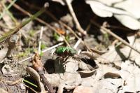 Cicindela campestris