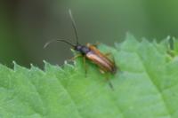 Alosterna tabacicolor