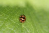 Adalia decempunctata