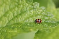 Adalia decempunctata