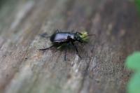 Calosoma inquisitor