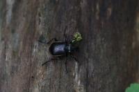 Calosoma inquisitor