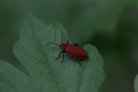 Pyrochroa serraticornis