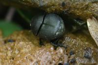 Onthophagus