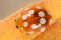 Vibidia duodecimguttata