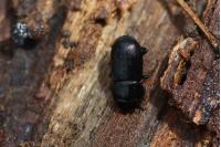 Dorcus parallelipipedus