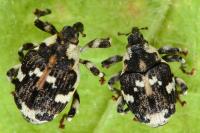 Hadroplontus trimaculatus