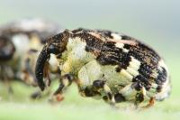 Hadroplontus trimaculatus