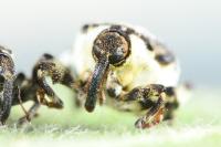 Hadroplontus trimaculatus