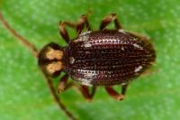 Ptinus bidens