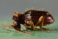 Ptinus bidens