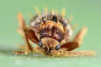 Ptinus bidens