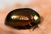 Chrysolina hyperici