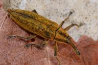 Lixus iridis