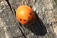 Harmonia axyridis