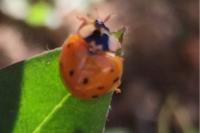 Harmonia axyridis