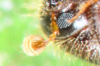 Xylocleptes bispinus