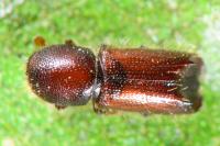 Xylocleptes bispinus