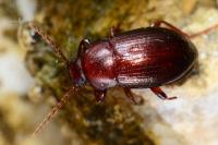 Nalassus laevioctostriatus