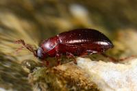 Nalassus laevioctostriatus